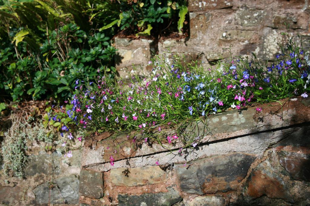 The Bark House Hotel Tiverton  Exterior foto